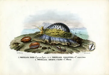 Muscheln, 1863-79